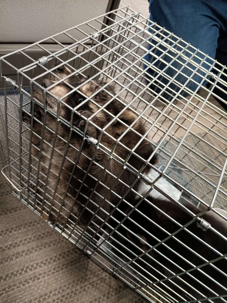 Wildlife Control Holly